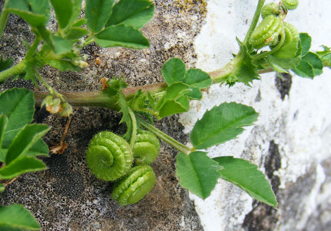 Medicago rugosa / Erba medica rugosa